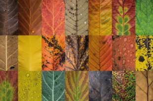گالری تصاویر برگ‌های پاییزی ؛ تمام رنگ‌های طبیعت در ابعاد یک برگ!