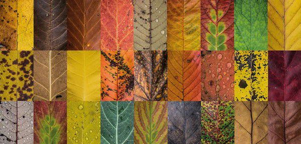 گالری تصاویر برگ‌های پاییزی ؛ تمام رنگ‌های طبیعت در ابعاد یک برگ!