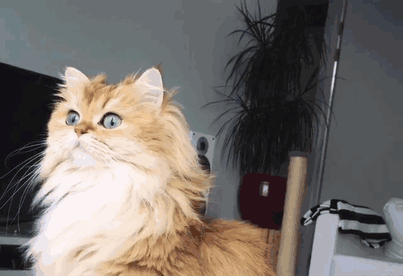 گربه های اسموتی جذاب در مقابل دوربین