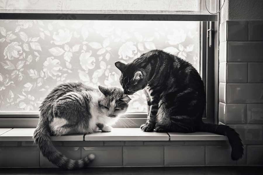رابطه صمیمی و جذاب دو گربه با شخصیت هایی متفاوت ؟!