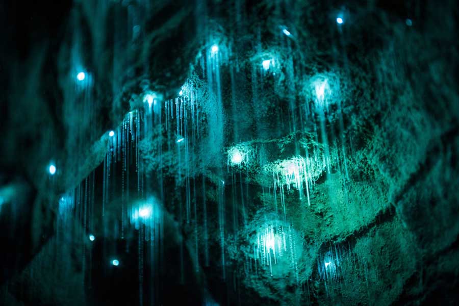 درخشش کرم های شب تاب در غار‌های نیوزلند