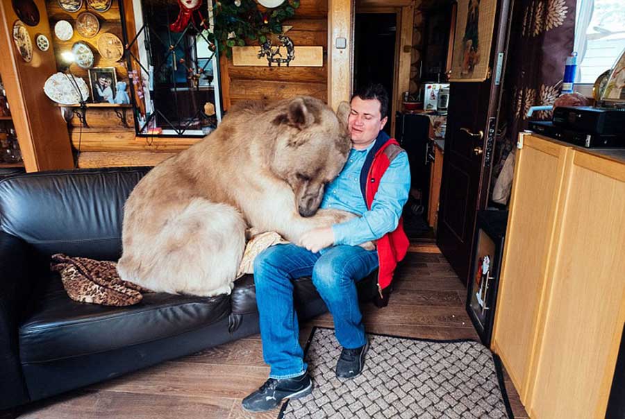 زن و شوهر روسی که 23 سال است با یک خرس زندگی می کنند
