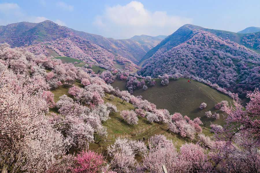 تصاویری از شکوفه های زردآلو چین