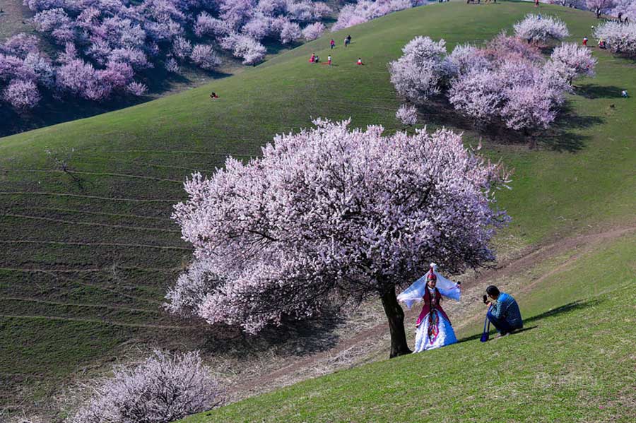 تصاویری از شکوفه های زردآلو چین