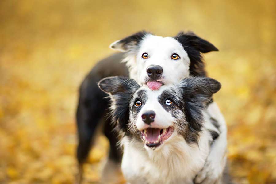 تصاویر عکاس لهستانی از سگ ها