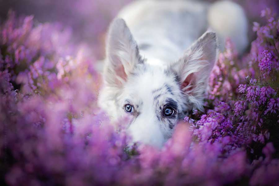 تصاویر عکاس لهستانی از سگ ها