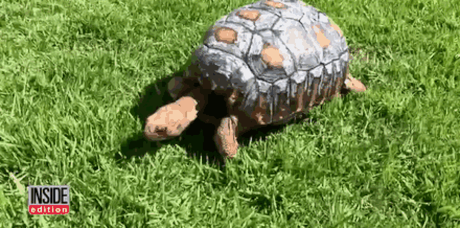ساخت لاک مصنوعی برای لاک‌پشت آسیب دیده