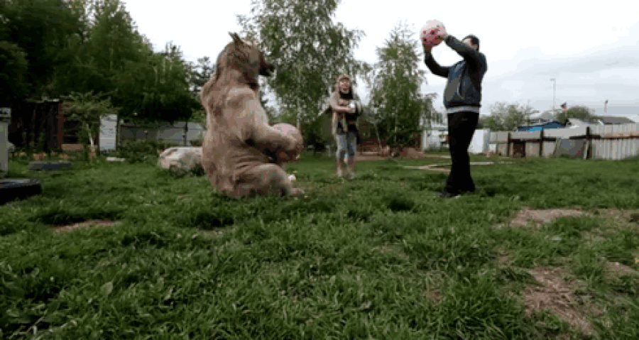 زن و شوهر روسی که 23 سال است با یک خرس زندگی می کنند