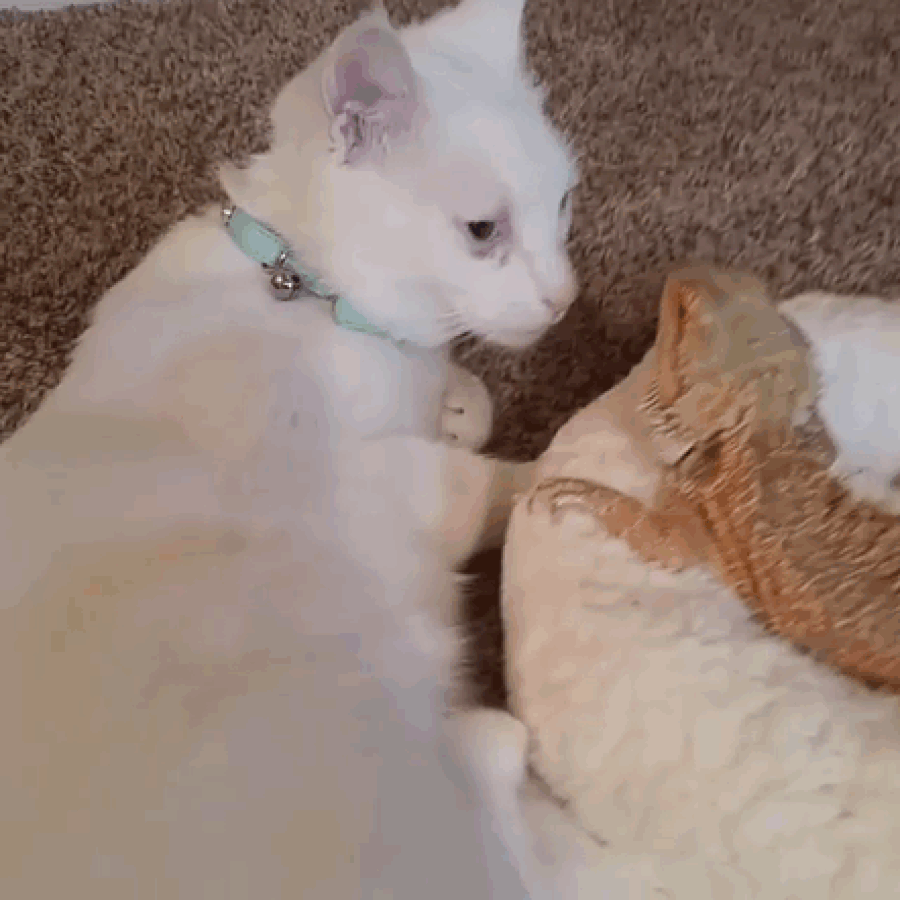 دوستی اژدهای ریش‌دار و گربه