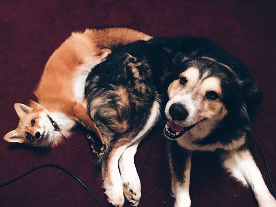 تصاویری از دوستی جونیپر و موس سگ و روباه دوست داشتنی