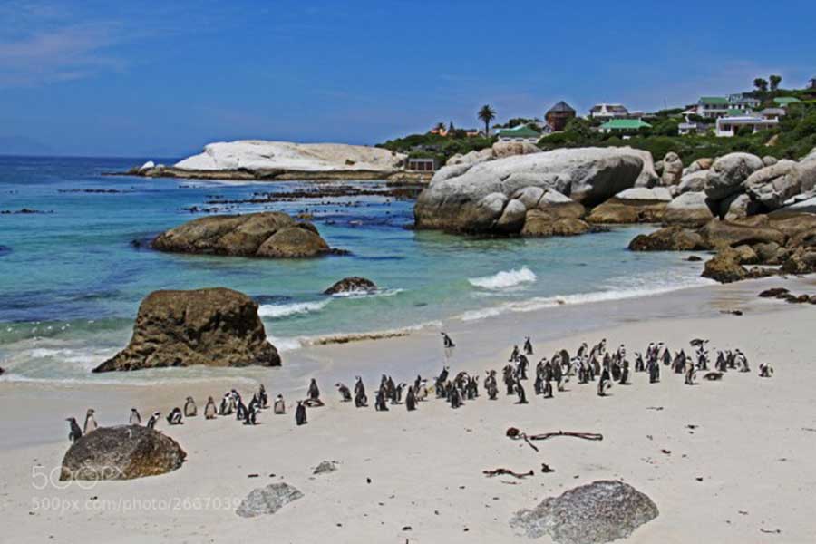 تصاویر پنگوئن ها از دید عکاسان 500 پیکسلتصاویر پنگوئن ها از دید عکاسان 500 پیکسل