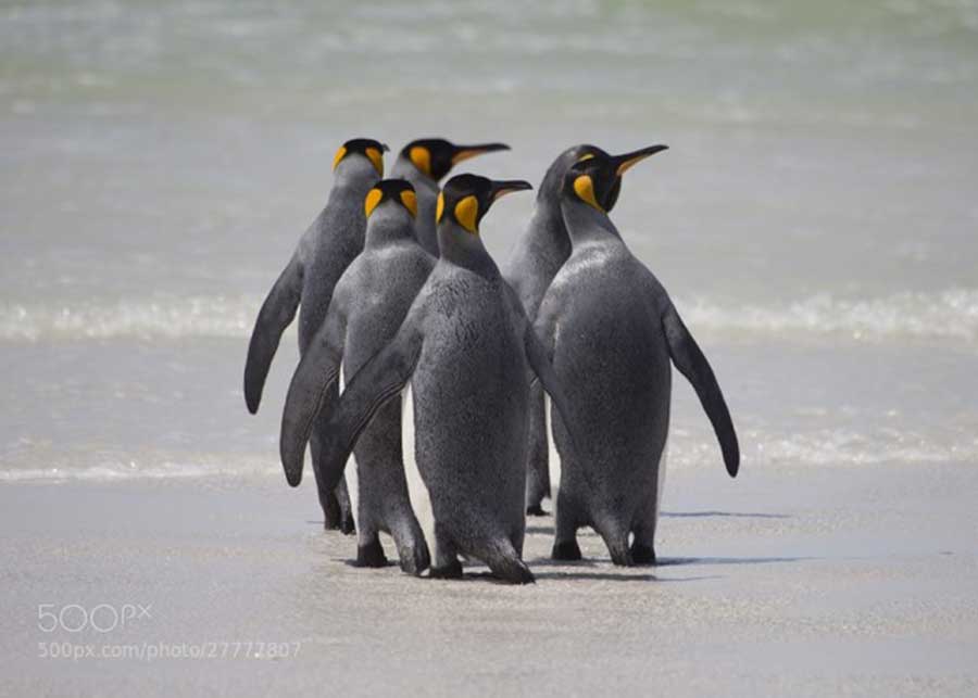 تصاویر پنگوئن ها از دید عکاسان 500 پیکسل