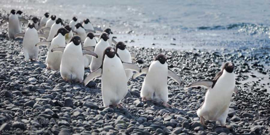تصاویر پنگوئن ها از دید عکاسان 500 پیکسل