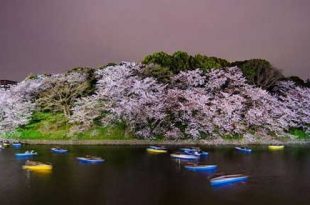 رقص شکوفه‌های بهاری درختان گیلاس