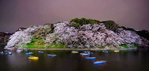 رقص شکوفه‌های بهاری درختان گیلاس