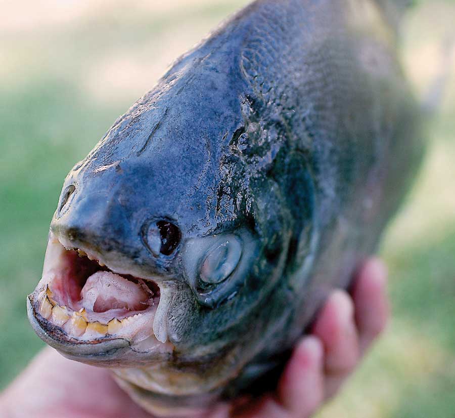 ماهی جالب و دیدنی با دندان هایی شبیه انسان