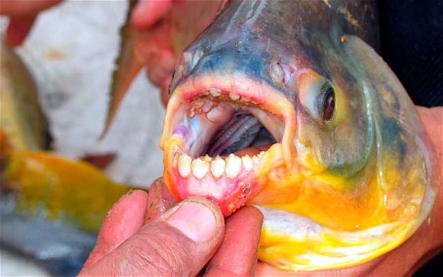 ماهی جالب و دیدنی با دندان هایی شبیه انسان