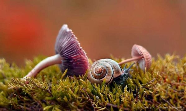 عکس های حیرت انگیز از دنیای حلزون ها