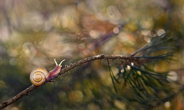 عکس های حیرت انگیز از دنیای حلزون ها