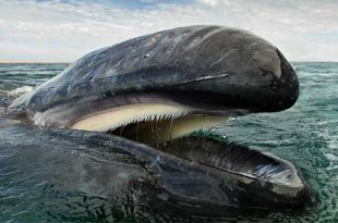 نهنگ ها و دلفین ها