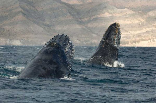 شکوه و زیبایی نهنگ ها و دلفین ها را ببینید