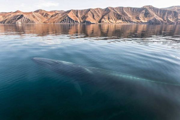 شکوه و زیبایی نهنگ ها و دلفین ها را ببینید