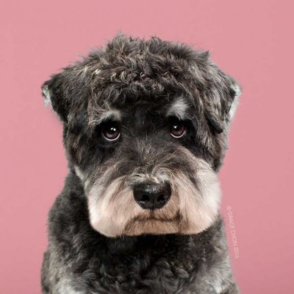 تصاویری از آرایش موی سگ ها