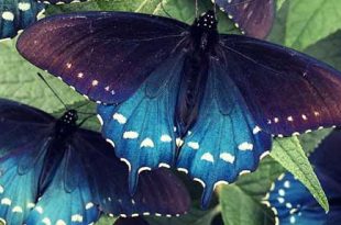 پروانه‌های دم‌چلچله‌ای