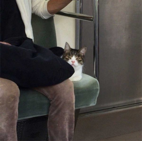 گربه ای که مسافر خاص خطوط مترو توکیو است!