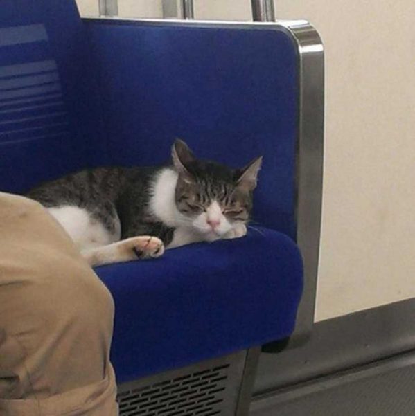 گربه ای که مسافر خاص خطوط مترو توکیو است!