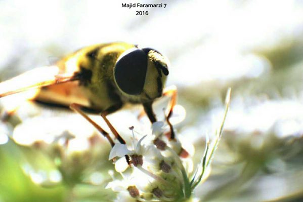 عکاسی از حشرات در سبک ماکرو از مجید فرامرزی