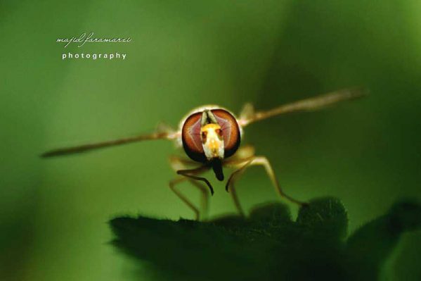 عکاسی از حشرات در سبک ماکرو از مجید فرامرزی