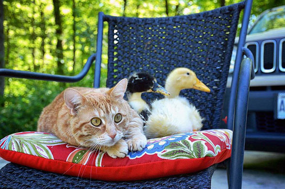 زندگی سگ و گربه و جوجه اردک در یک خانواده دوست داشتنی
