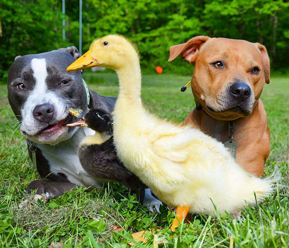 زندگی سگ و گربه و جوجه اردک در یک خانواده دوست داشتنی