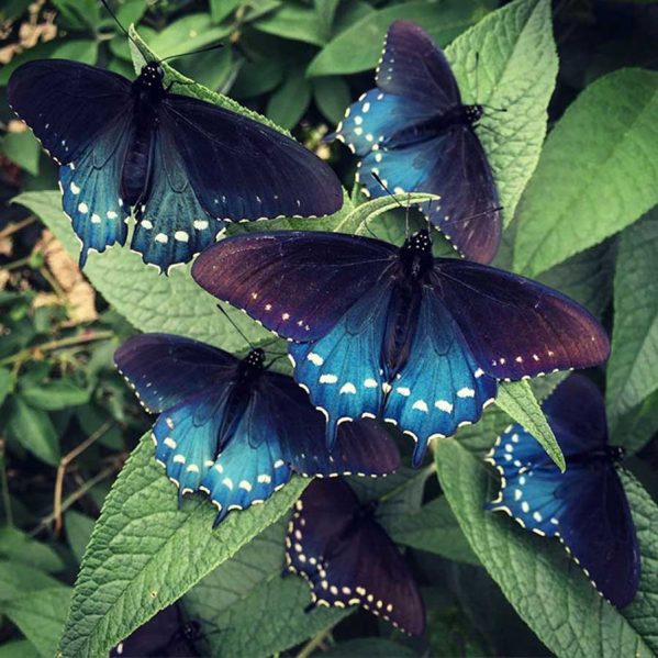 تصاویری از پروانه‌های دم‌چلچله‌ایتصاویری از پروانه‌های دم‌چلچله‌ای