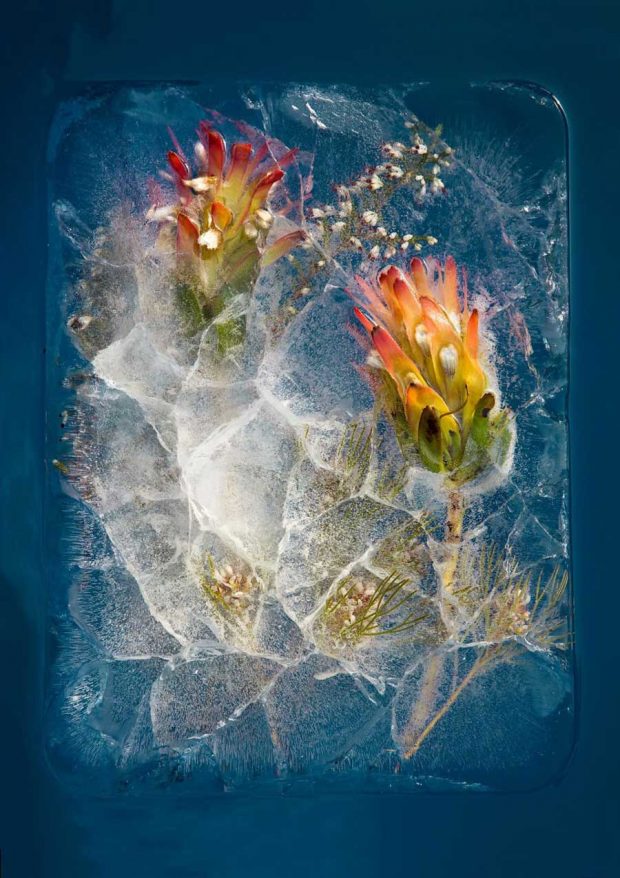 تصاویری از عکاسی با سوژه گل‌های یخ زده