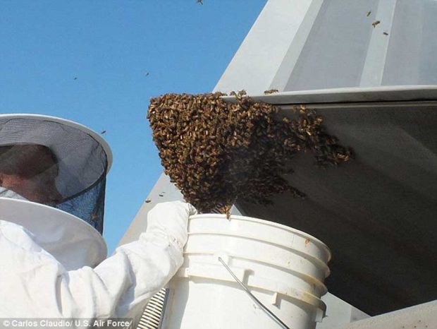 زمین گیر کردن جنگنده F-۲۲ توسط زنبورها