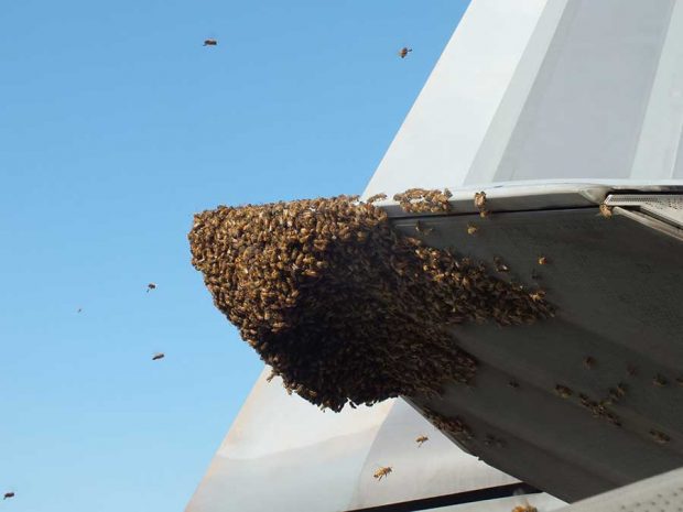 زمین گیر کردن جنگنده F-۲۲ توسط زنبورها