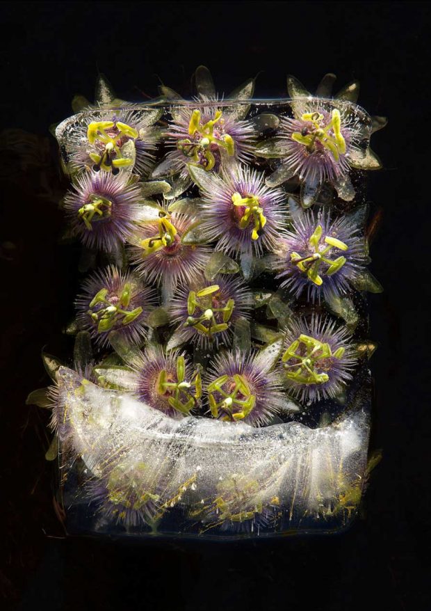 تصاویری از عکاسی با سوژه گل‌های یخ زده