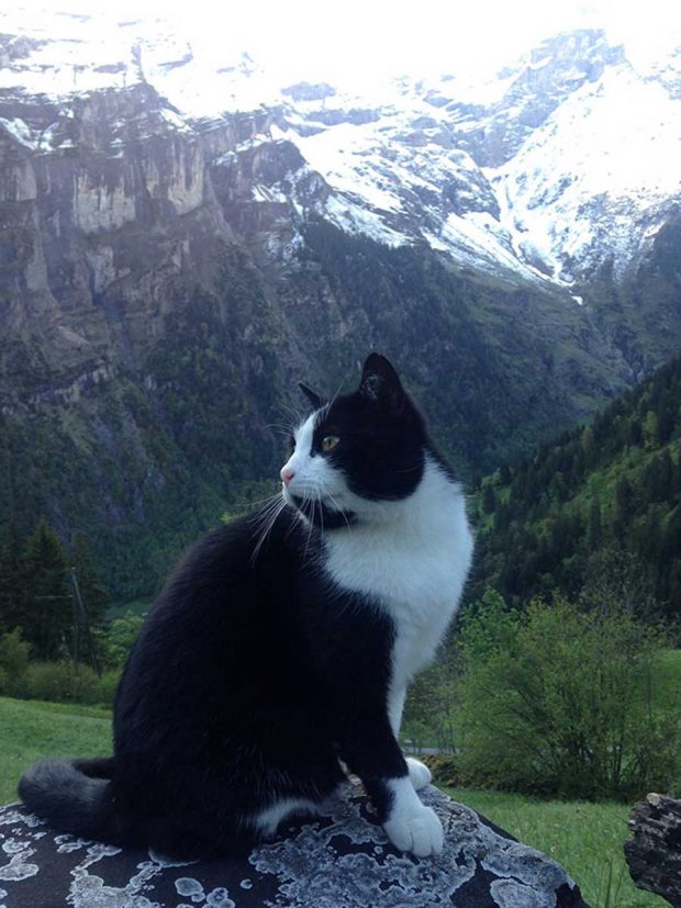 تصاویر گربه ای که راهنمای مرد گمشده در کوه شد