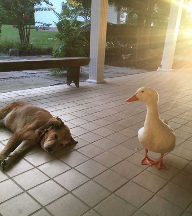 تصاویر دیدنی از دوستی سگ و اردک