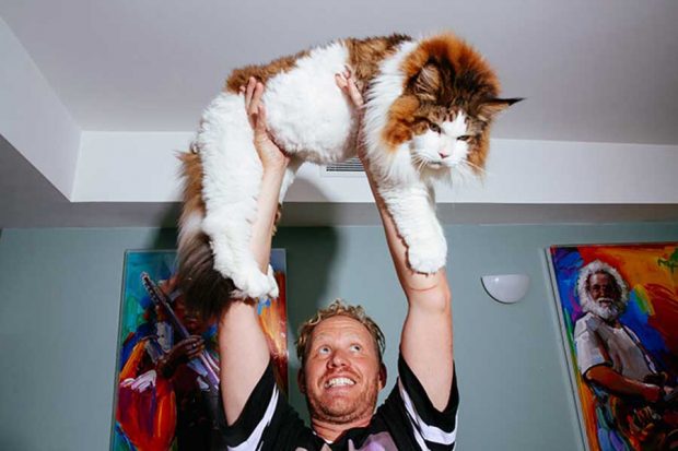 تصاویر گربه 13 کیلوگرمی بزرگترین گربه نیویورکی