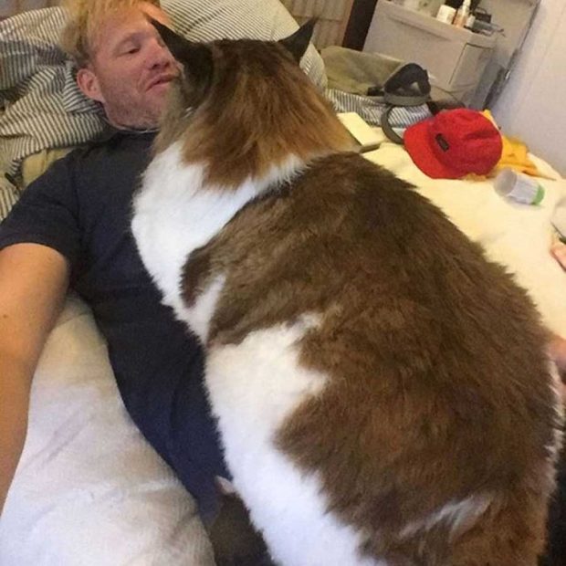 تصاویر گربه 13 کیلوگرمی بزرگترین گربه نیویورکی