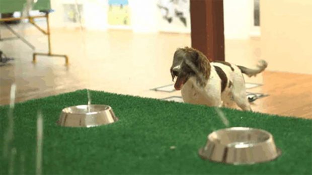 اولین نمایشگاه هنری و تفریحی برای سگ‌ها