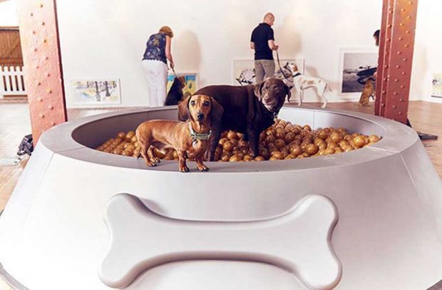 اولین نمایشگاه هنری و تفریحی برای سگ‌ها