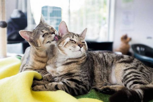 تولد دو بچه گربه بدون پلک در استرالیاتولد دو بچه گربه بدون پلک در استرالیا