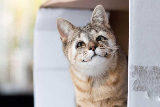 تولد دو بچه گربه بدون پلک در استرالیا