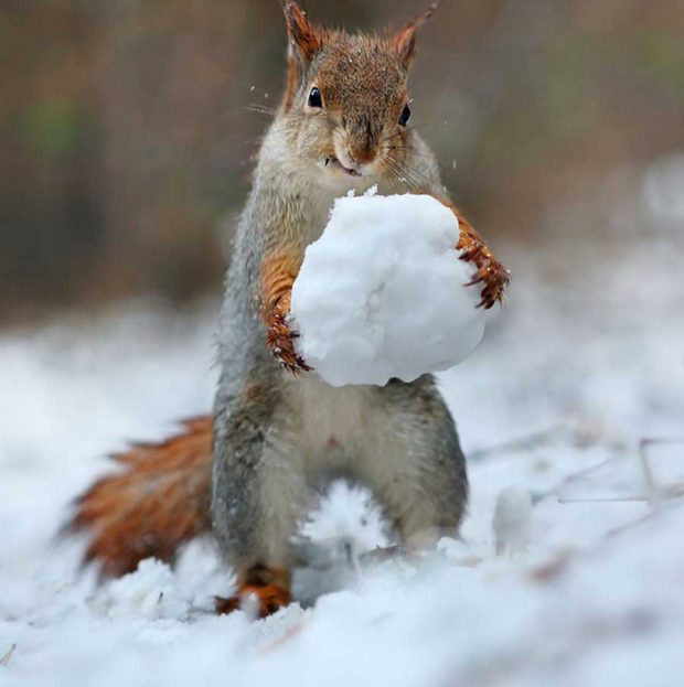 تصاویر سنجاب‌های بازیگوش در زمستان