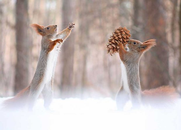 تصاویر سنجاب‌های بازیگوش در زمستان