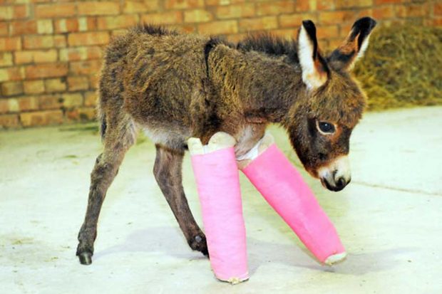 تصاویری از گچ گرفتن شکستگی در حیوانات
